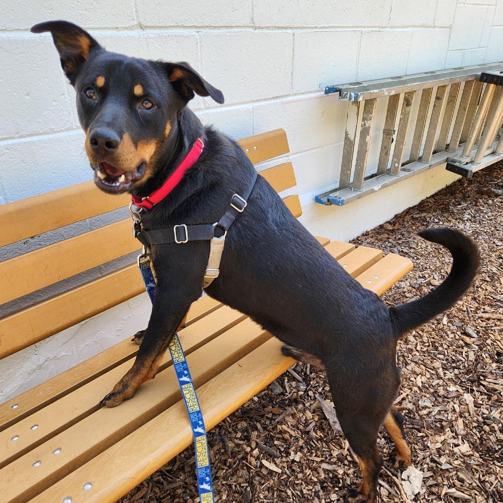 Enlarge Kylo, a Adoptable mixed breed in Falls Church, VA image 5/6
