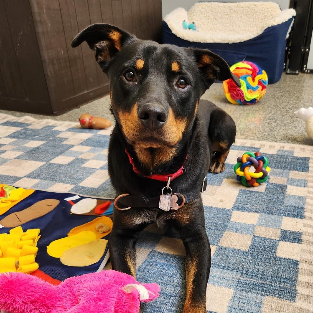 Enlarge Kylo, a Adoptable mixed breed in Falls Church, VA image 6/6