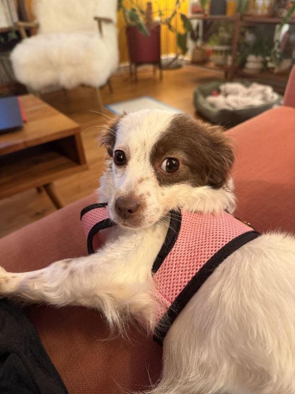 Olive, a Adopted mixed breed in San Francisco, CA image 1/3