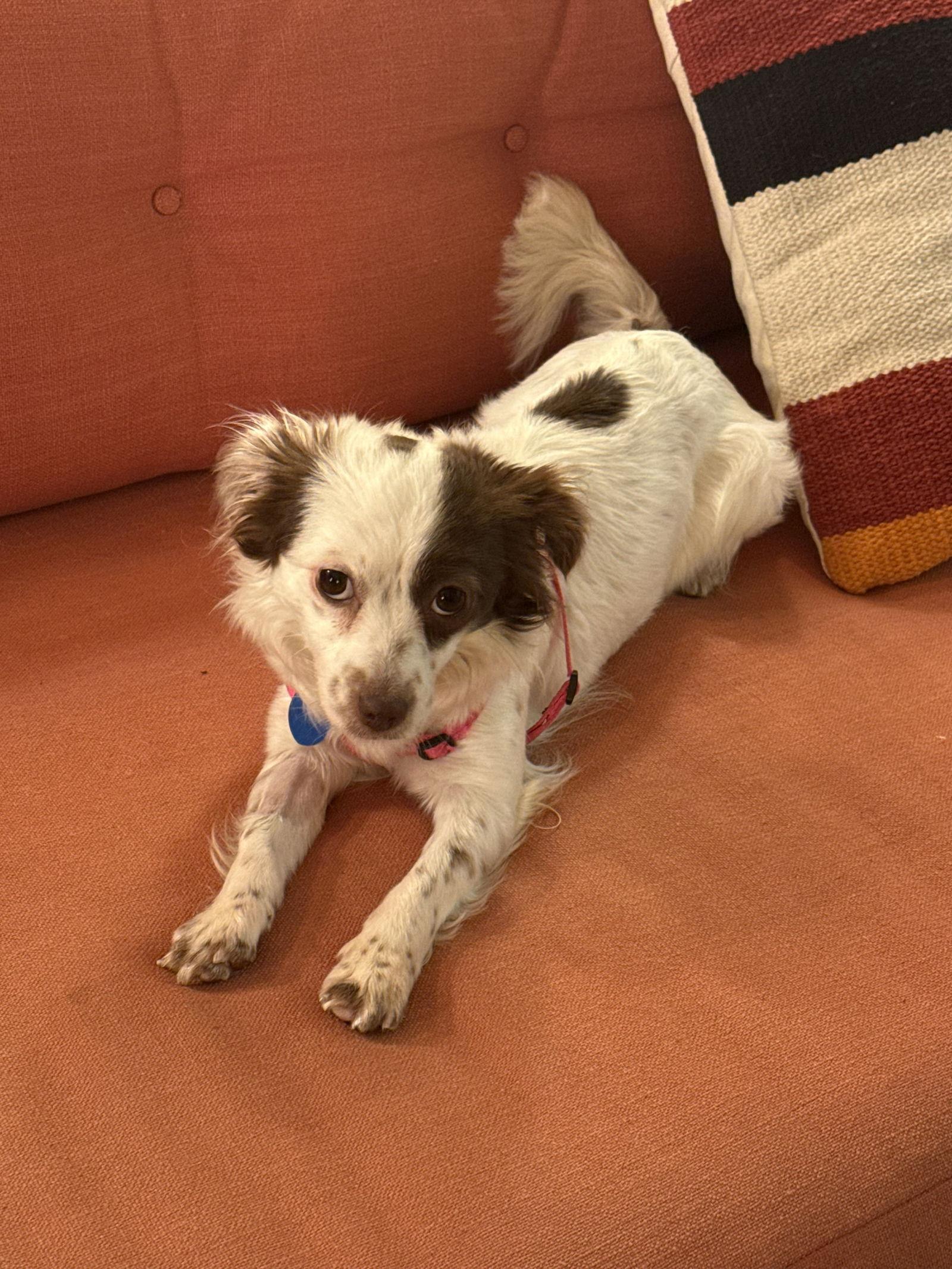 Olive, a Adopted mixed breed in San Francisco, CA image 2/3