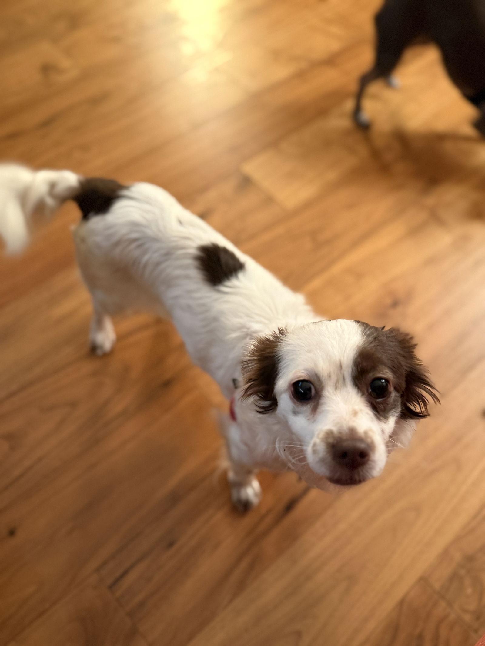 Olive, a Adopted mixed breed in San Francisco, CA image 3/3