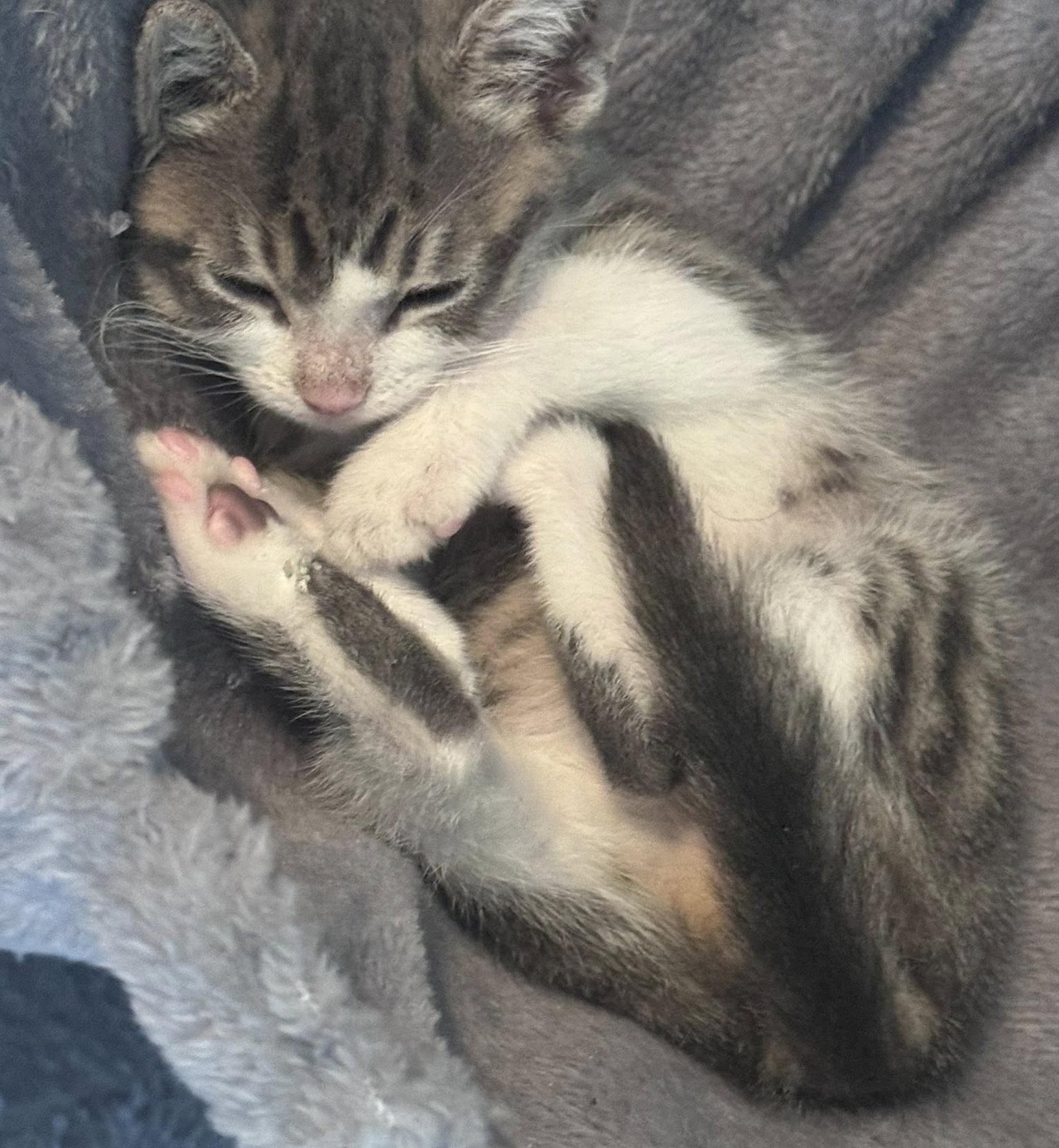 Teeter, ADOPTABLE, Kitten Female Domestic Short Hair.