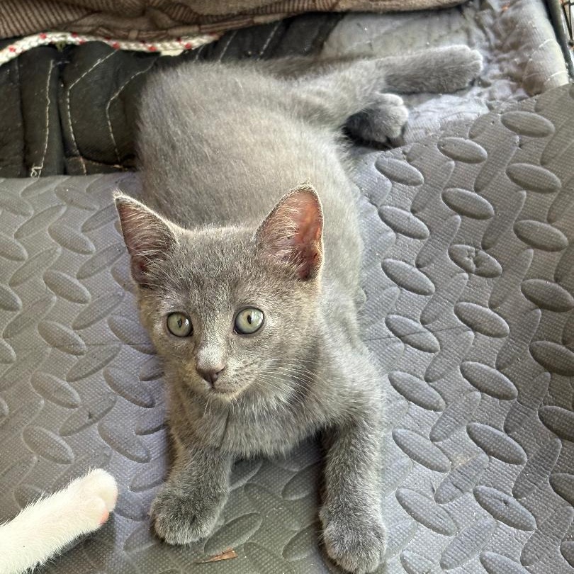 Asher, adopted, Kitten Male Russian Blue.