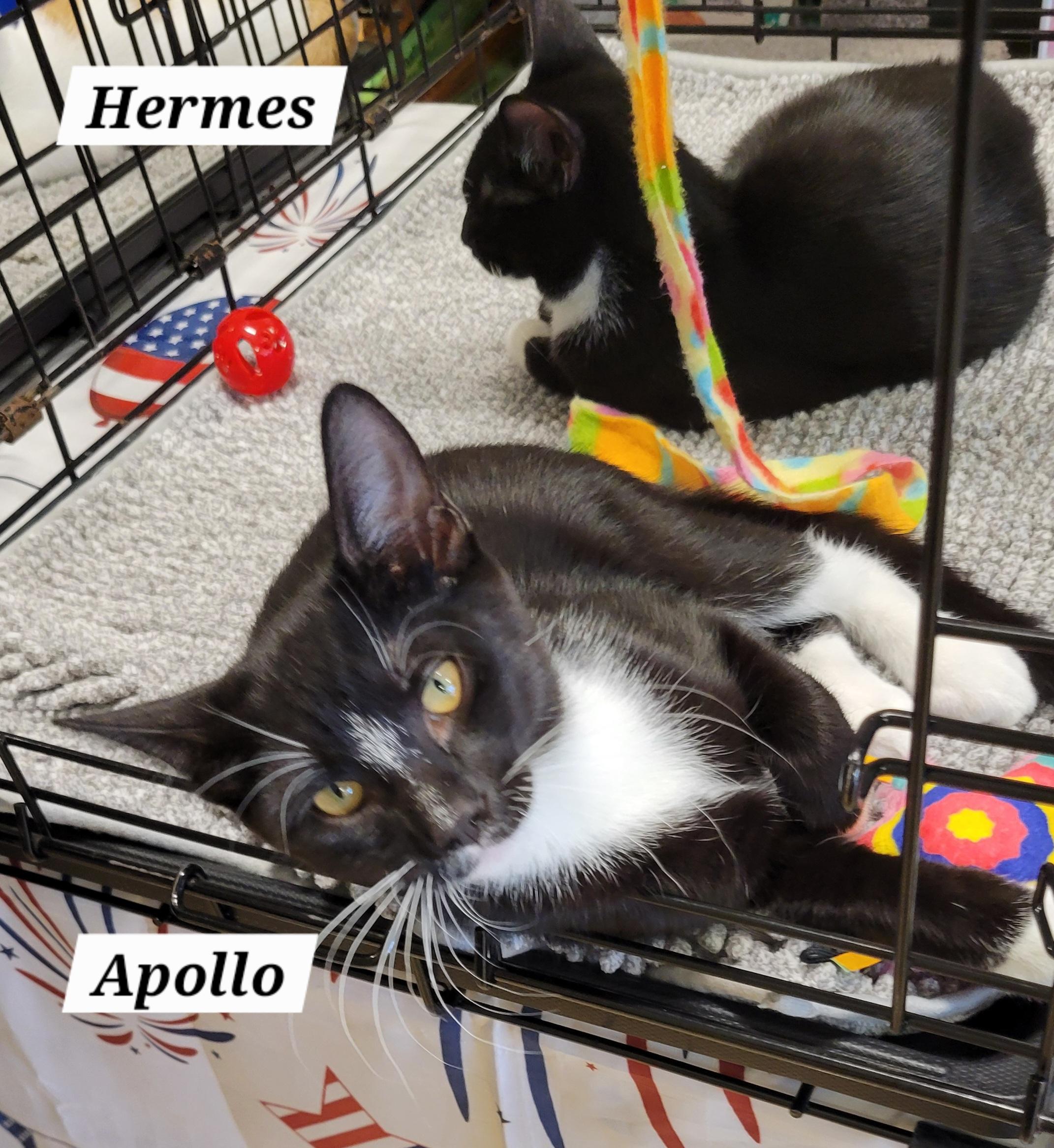 Apollo - Mythology Litter