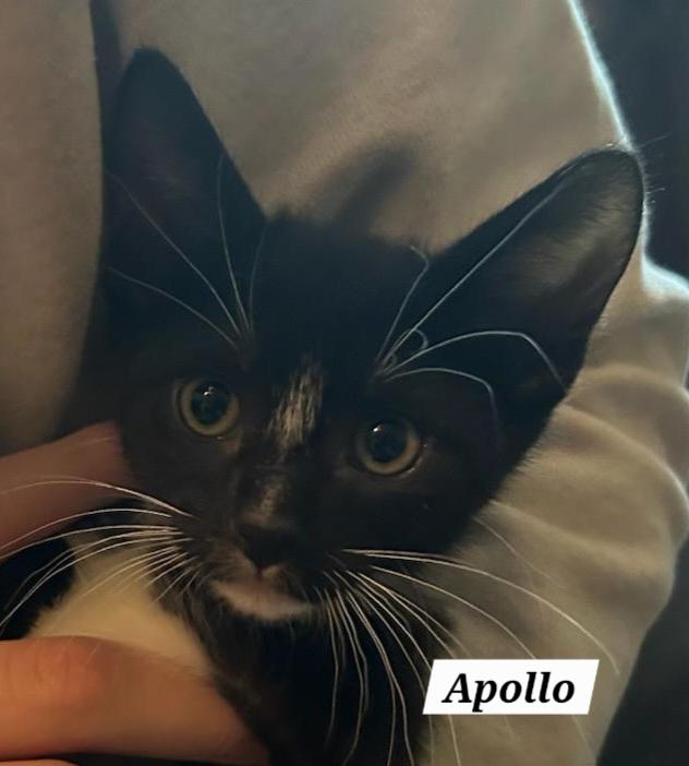 Apollo - Mythology Litter 2