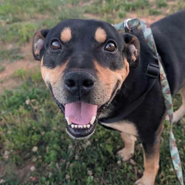 West, a Adoptable Mixed Breed in Clarksville, TN image 1/6