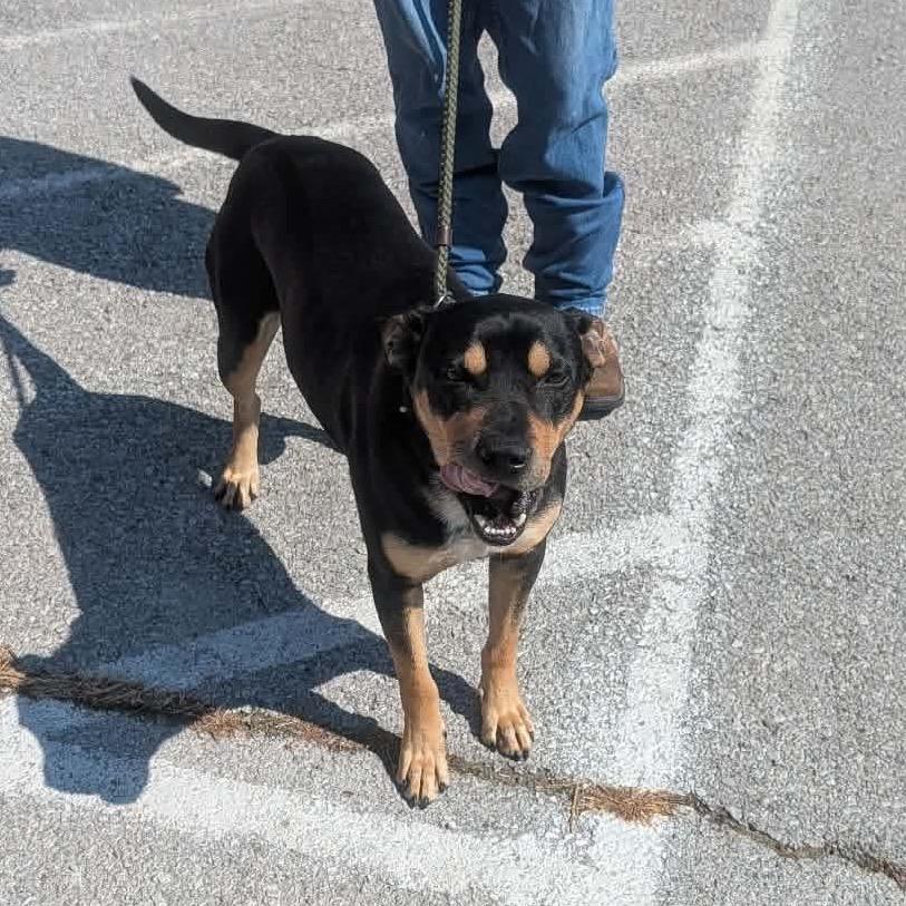 West, Adoptable, Adult Male Mixed Breed.