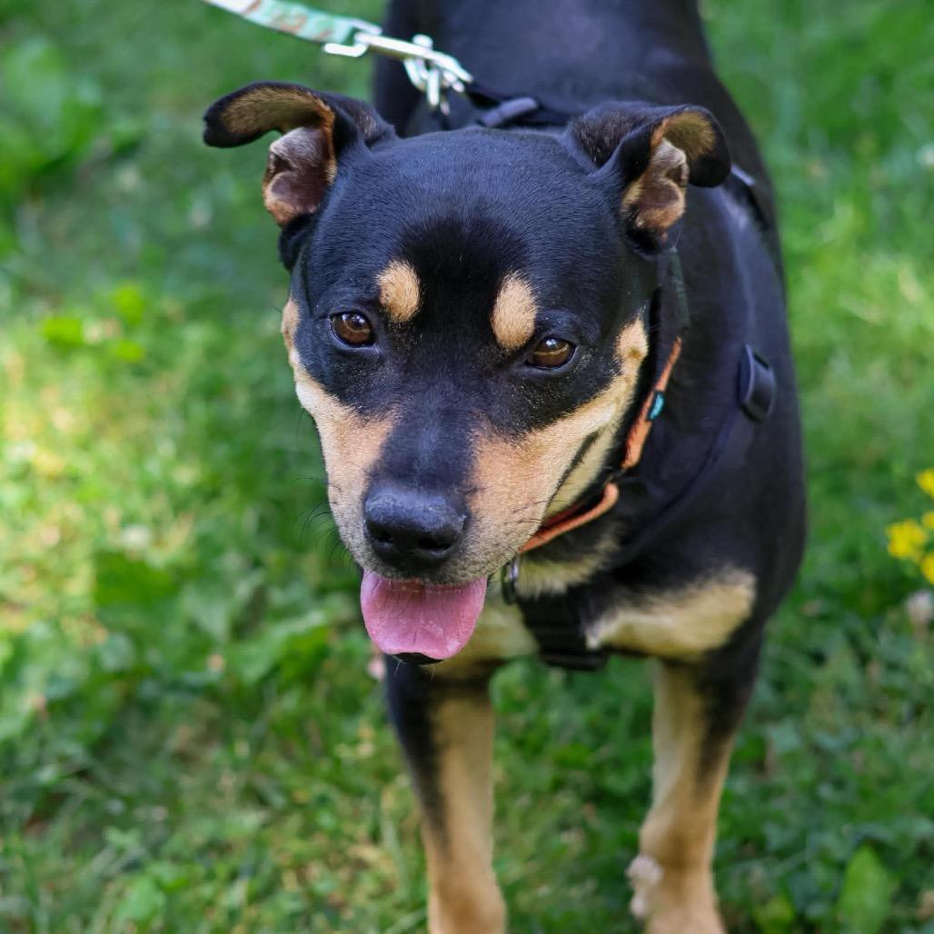 Enlarge West, a Adoptable Mixed Breed in Clarksville, TN image 2/6