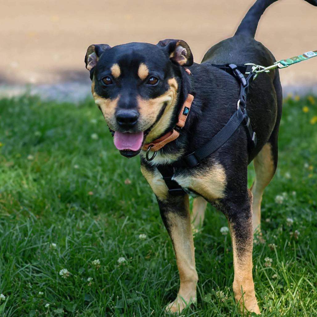 Enlarge West, a Adoptable Mixed Breed in Clarksville, TN image 3/6
