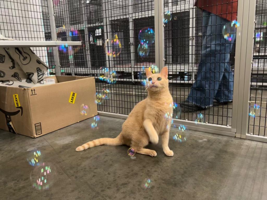 Jazz, Adoptable, Senior Female Domestic Short Hair.