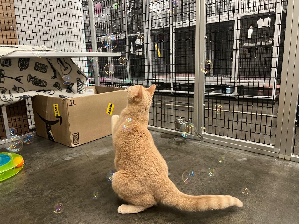 Enlarge Jazz, a Adoptable mixed breed in Raleigh, NC image 2/6