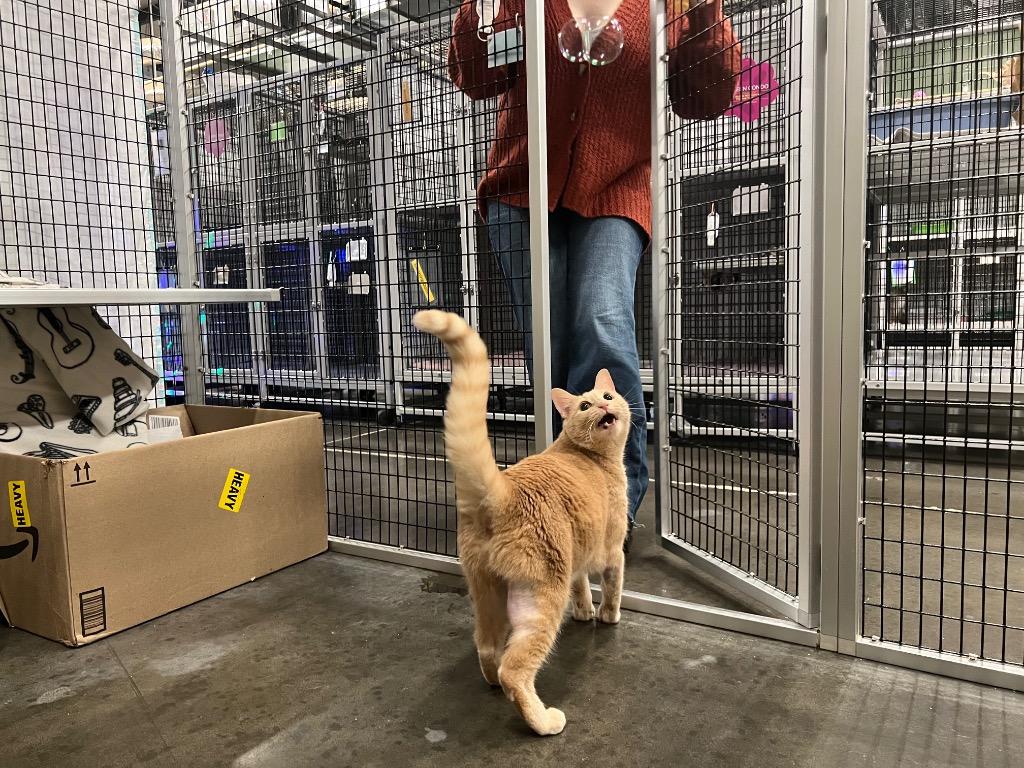 Enlarge Jazz, a Adoptable mixed breed in Raleigh, NC image 3/6