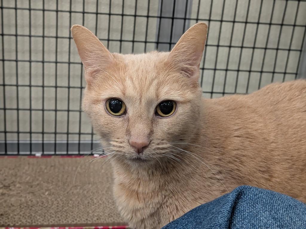 Enlarge Jazz, a Adoptable mixed breed in Raleigh, NC image 4/6