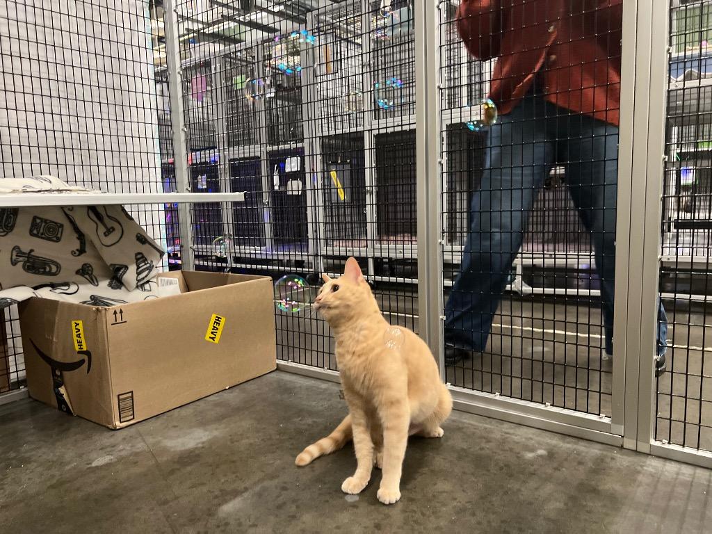 Enlarge Jazz, a Adoptable mixed breed in Raleigh, NC image 5/6