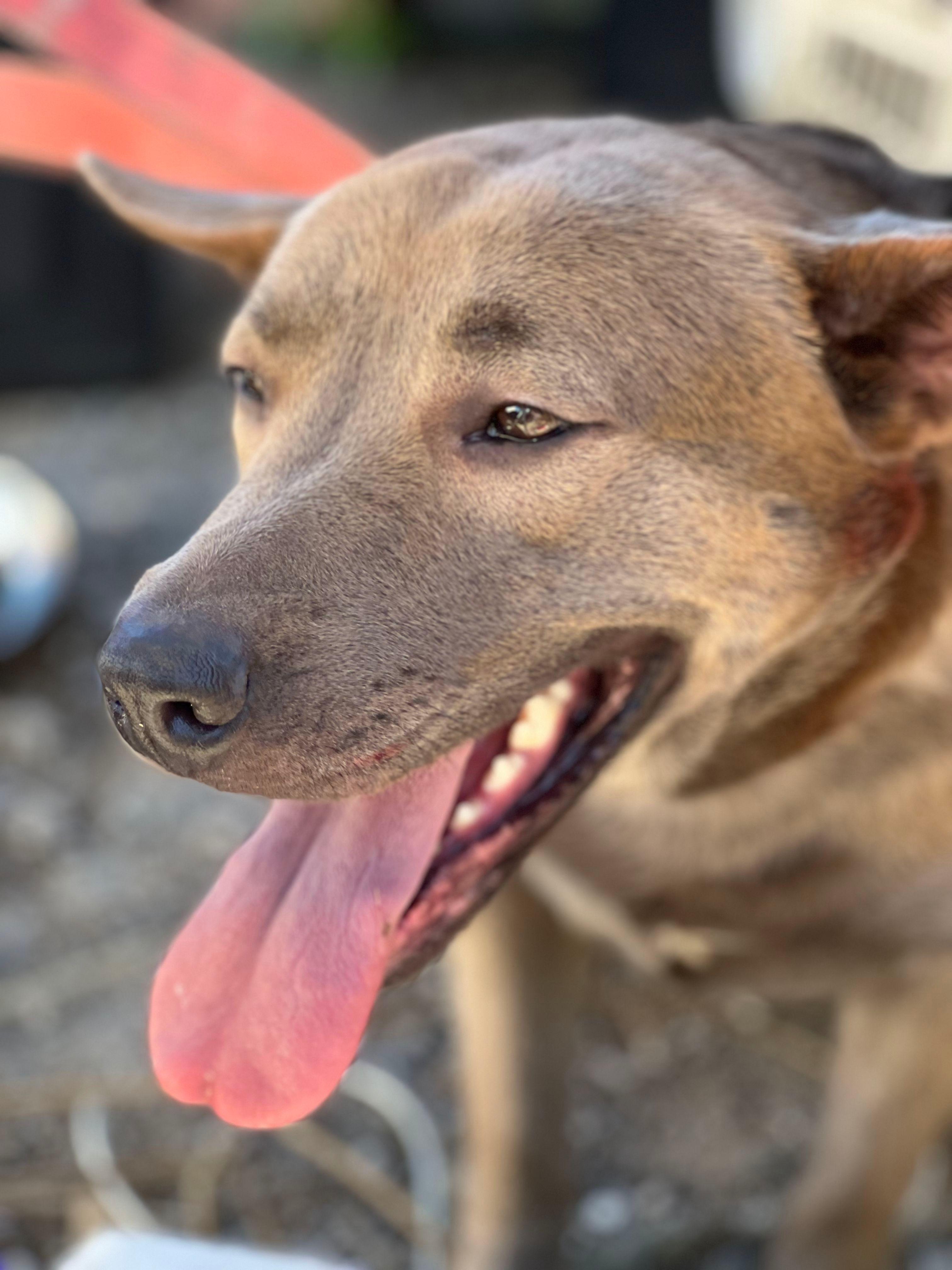 TJ, Adoptable, Adult Female American Staffordshire Terrier & Shepherd.