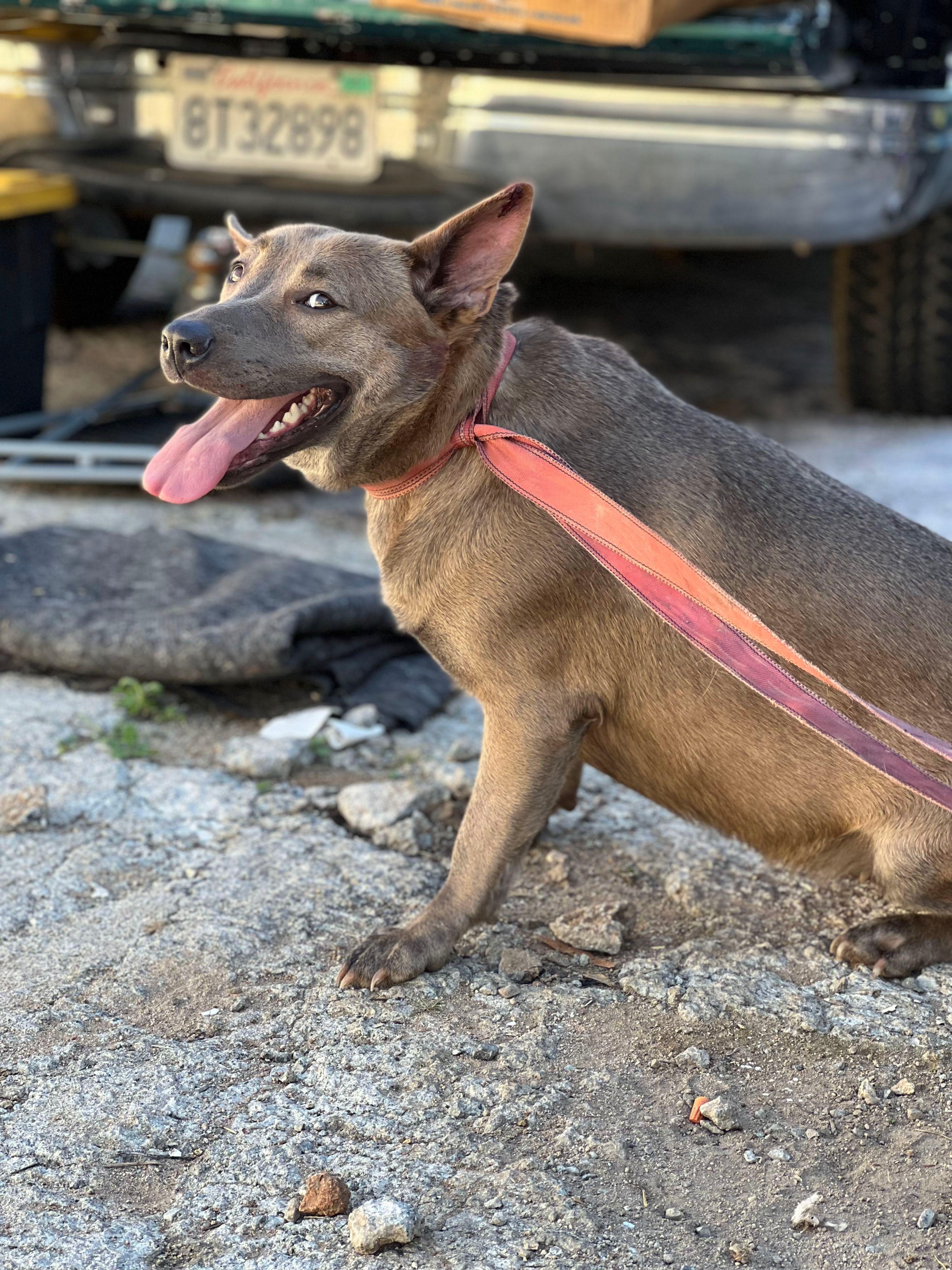 TJ, Adoptable, Adult Female American Staffordshire Terrier & Shepherd.