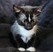 Snowshoe Cats for Adoption: Find Your Perfect Furry Friend Today