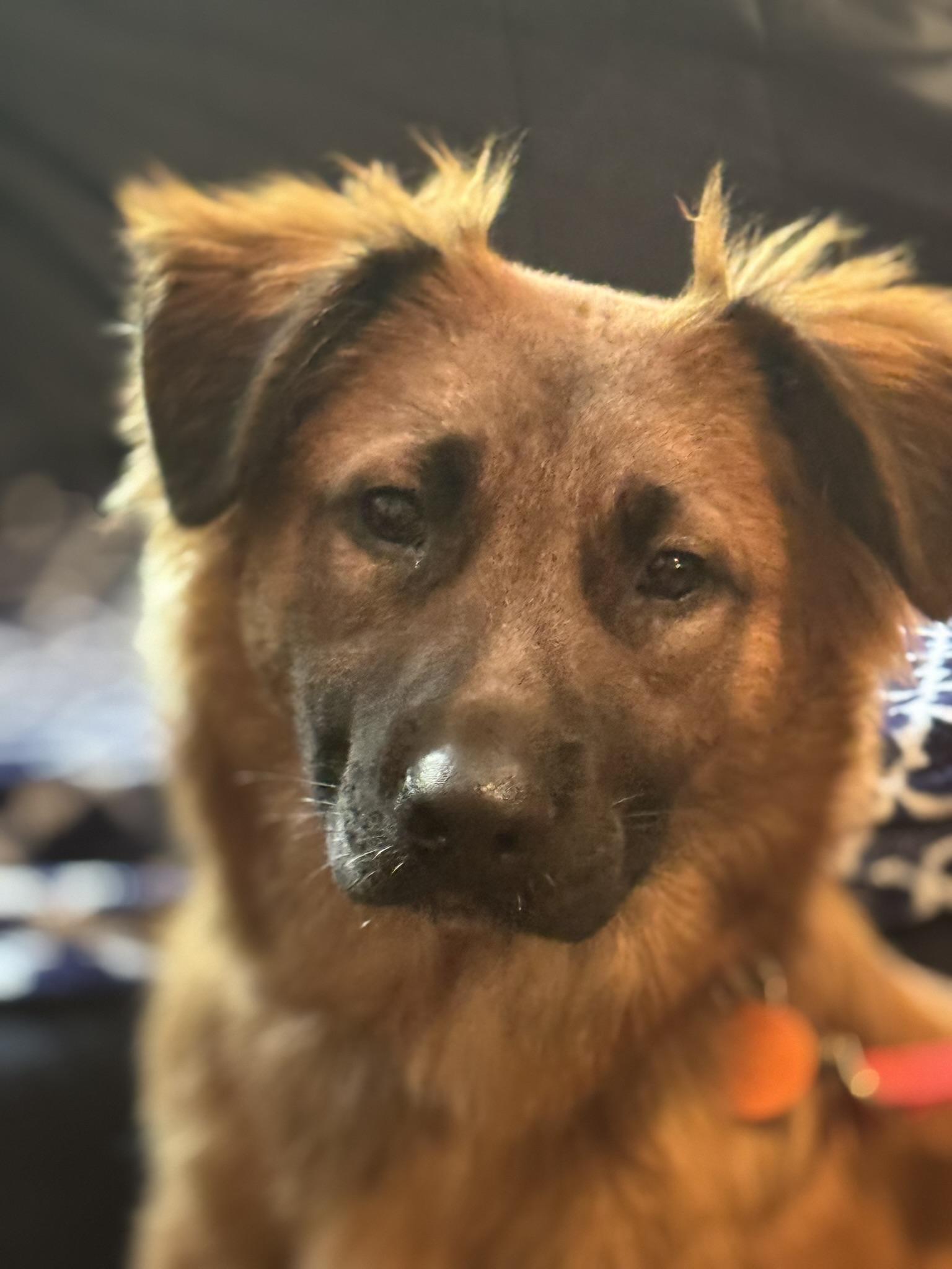 Meet Preston - Your New Best Friend Say hello to Preston a happy-go-lucky German Shepherd puppy wi