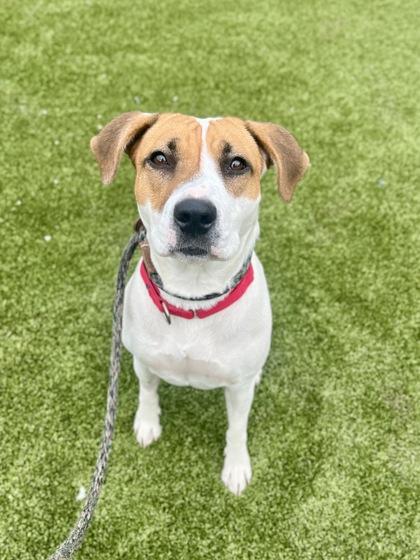 Rayna, an adoptable Mixed Breed in Traverse City, MI, 49696 | Photo Image 2