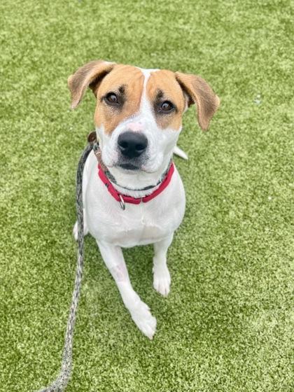 Rayna, an adoptable Mixed Breed in Traverse City, MI, 49696 | Photo Image 1