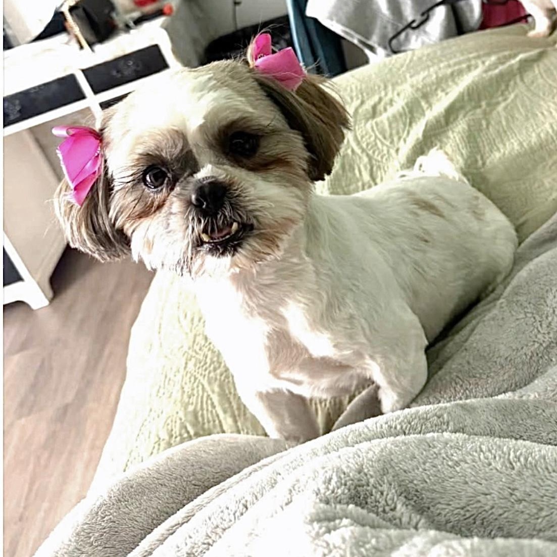 Enlarge Charlotte, an adopted Shih Tzu in Villanova , PA image 2/6