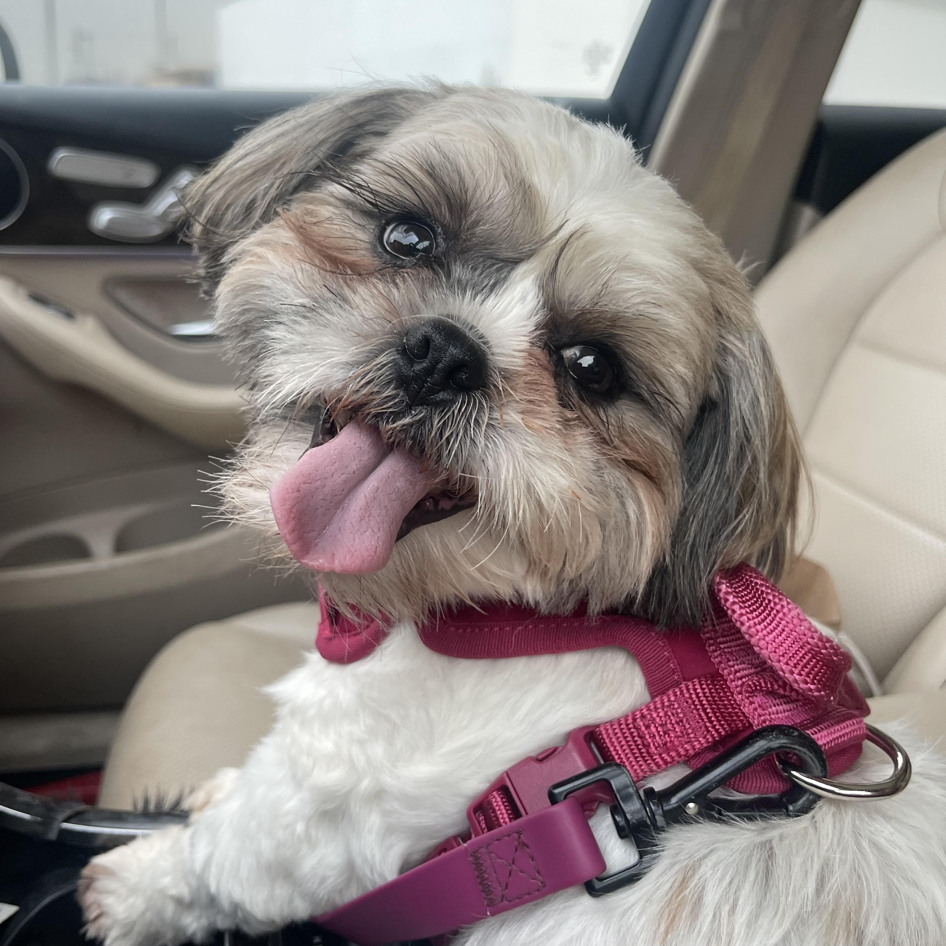 Enlarge Charlotte, an adopted Shih Tzu in Villanova , PA image 3/6