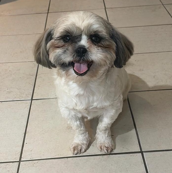 Charlotte, adopted, Adult Female Shih Tzu.