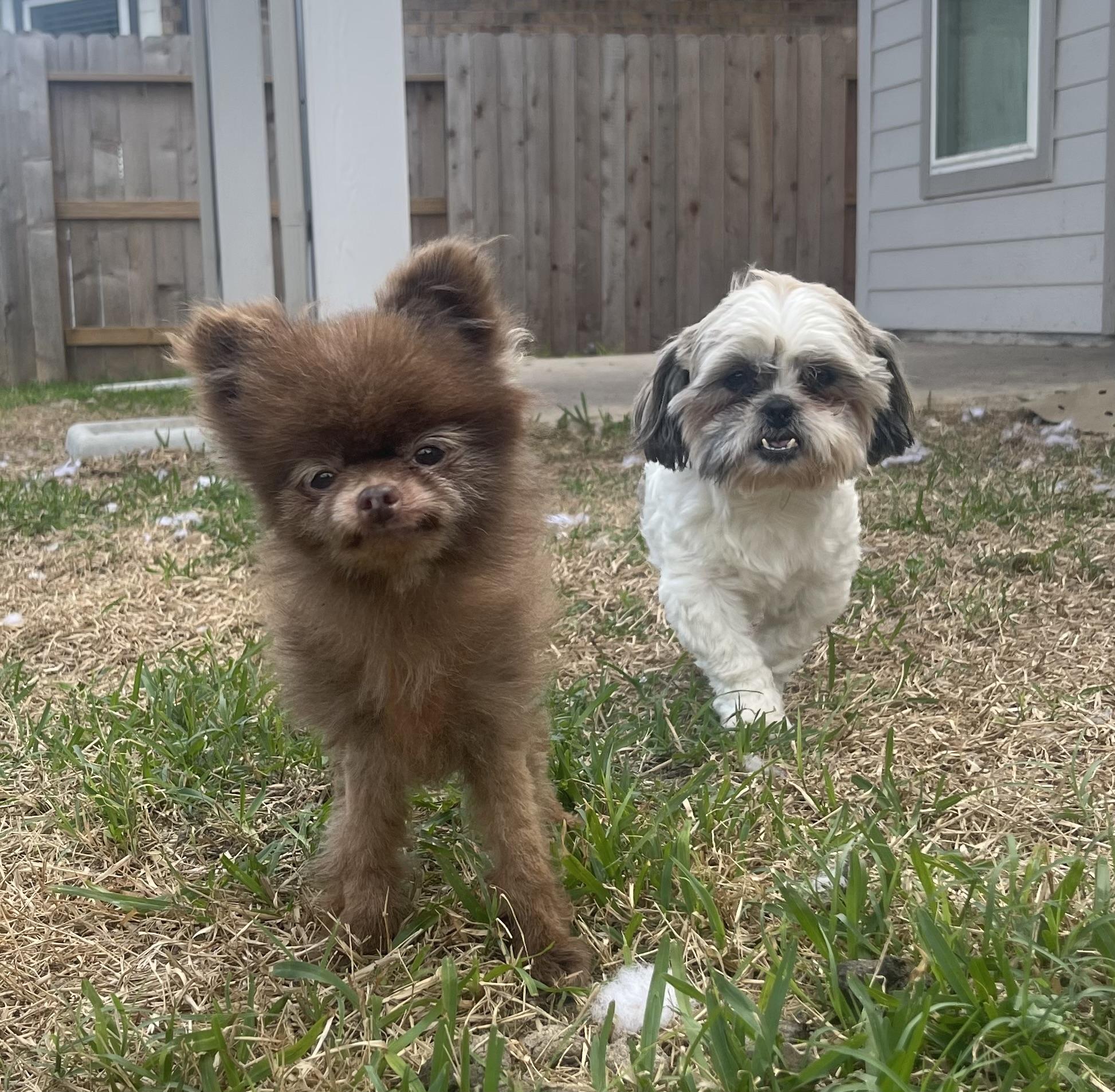 Enlarge Charlotte, an adopted Shih Tzu in Villanova , PA image 4/6