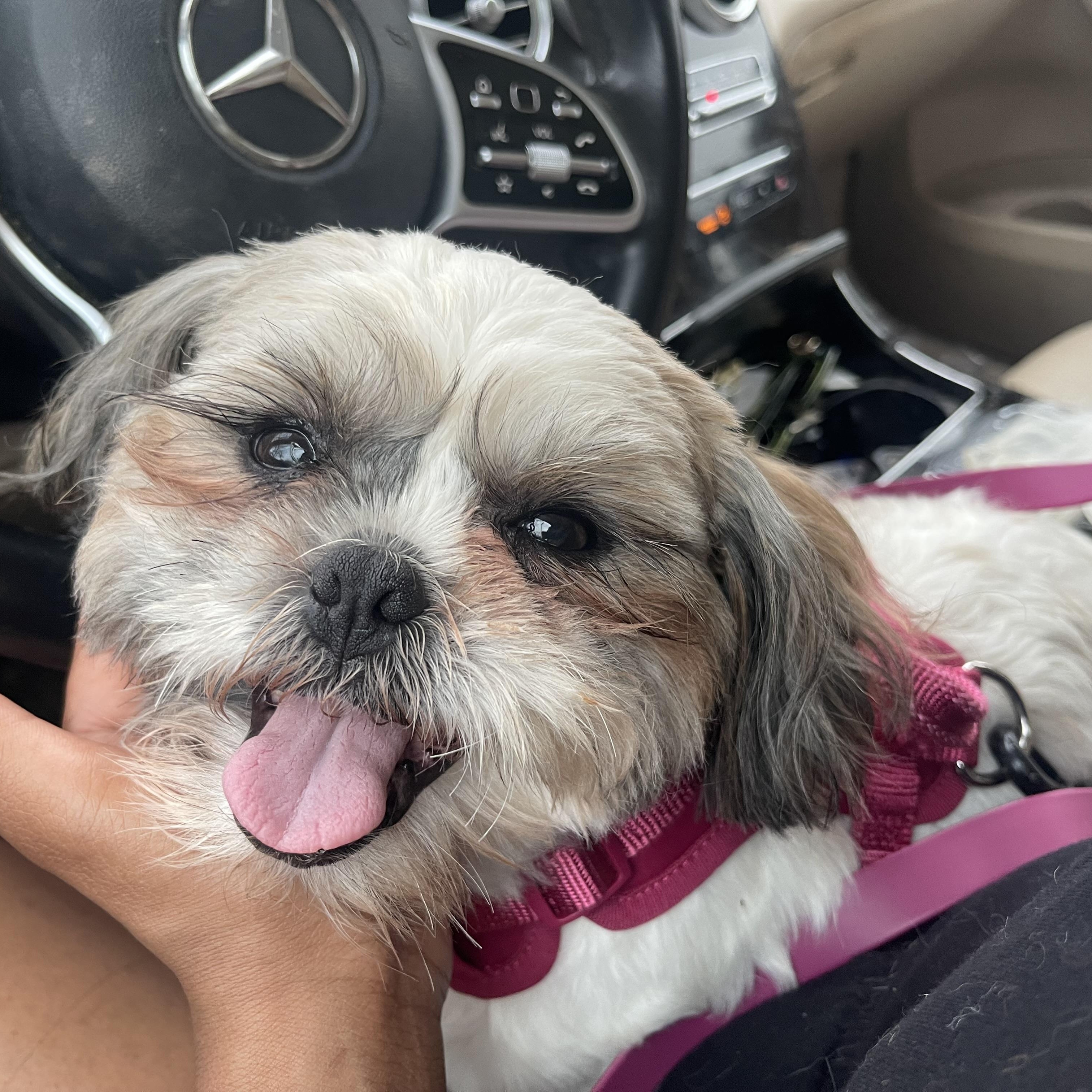 Enlarge Charlotte, an adopted Shih Tzu in Villanova , PA image 6/6