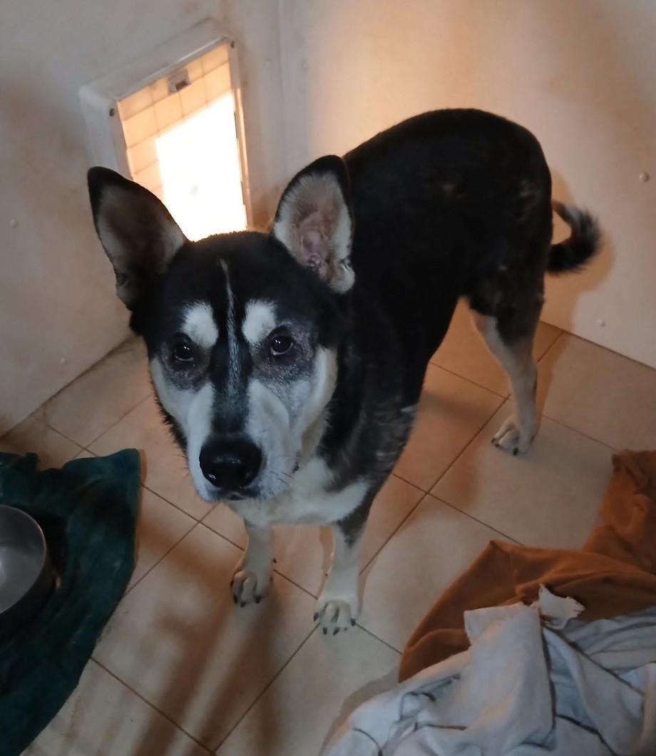 Pauly, ADOPTABLE, Young Male Husky & German Shepherd Dog.