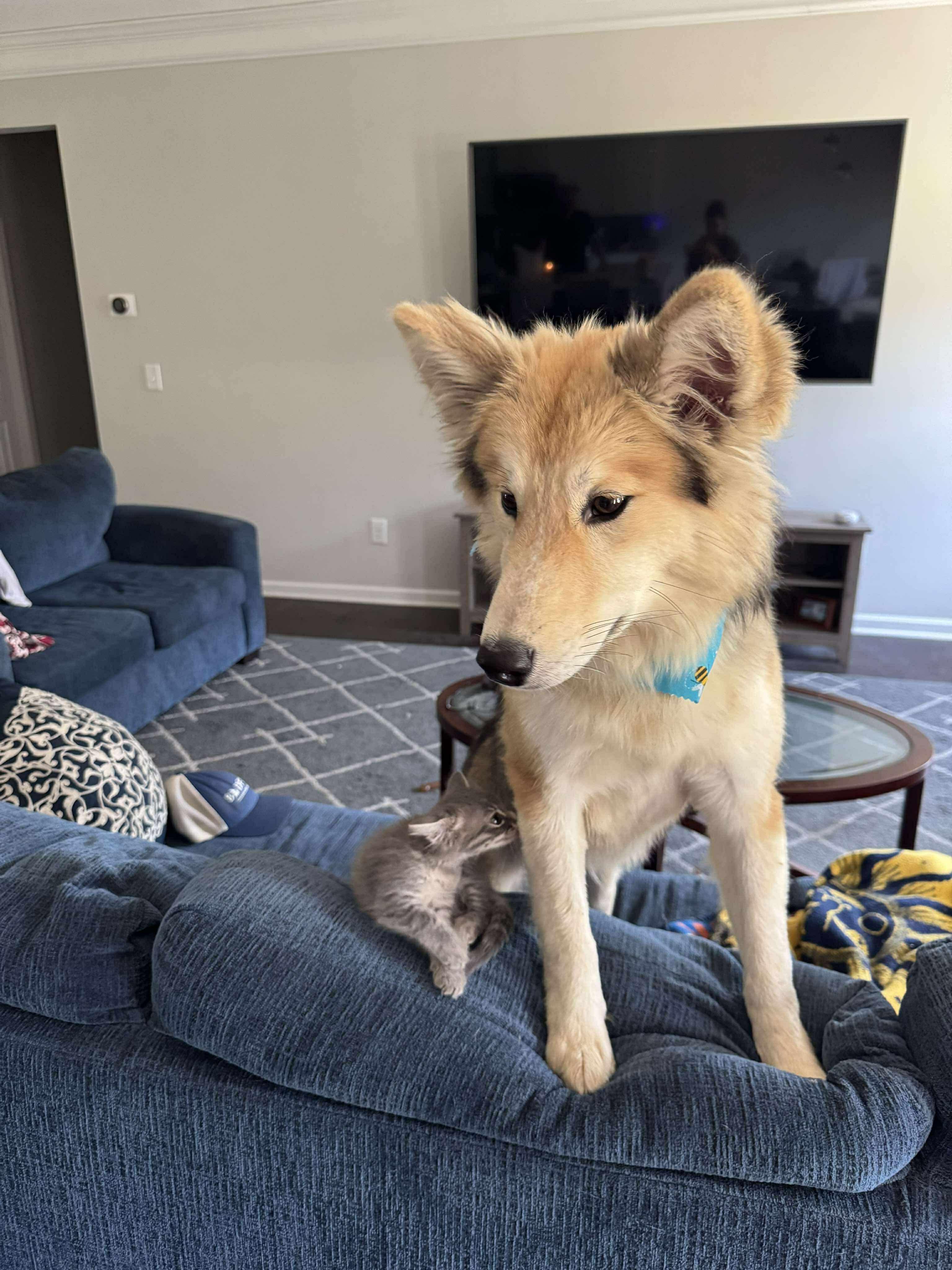 Enlarge Jonah, a Adopted mixed breed in Raleigh, NC image 3/4