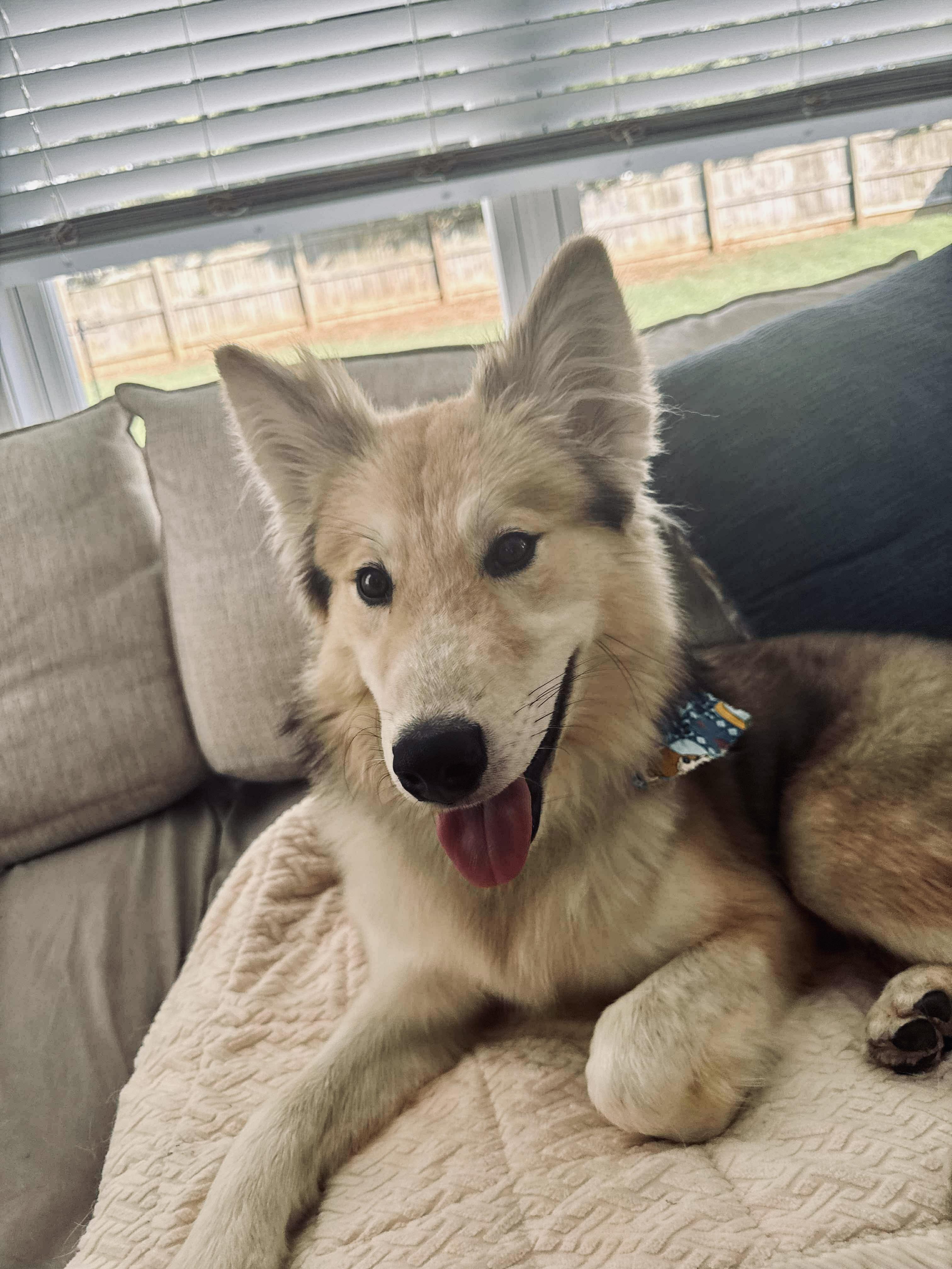 Jonah, Adopted, Young Male Husky.