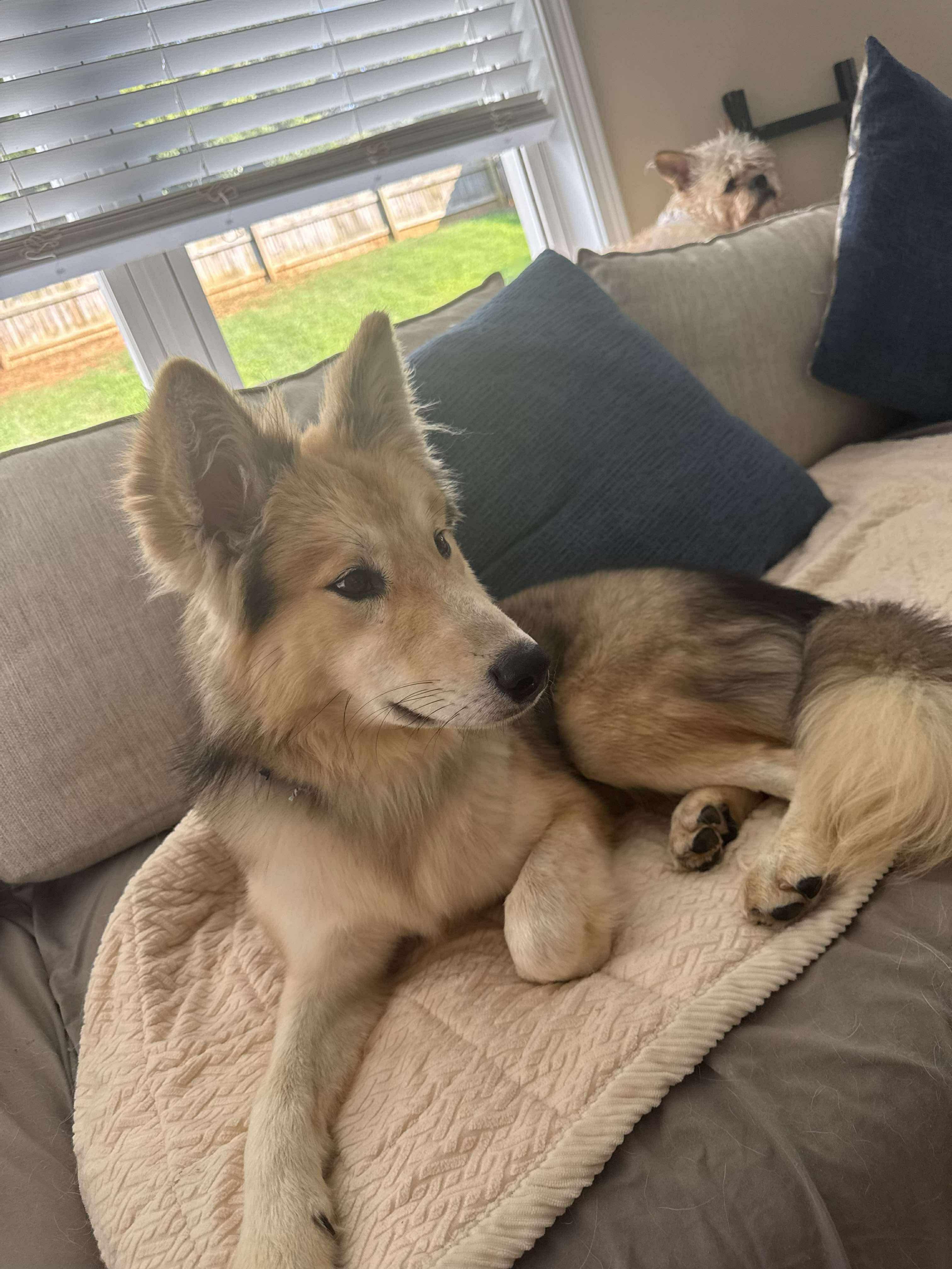 Enlarge Jonah, a Adopted mixed breed in Raleigh, NC image 4/4