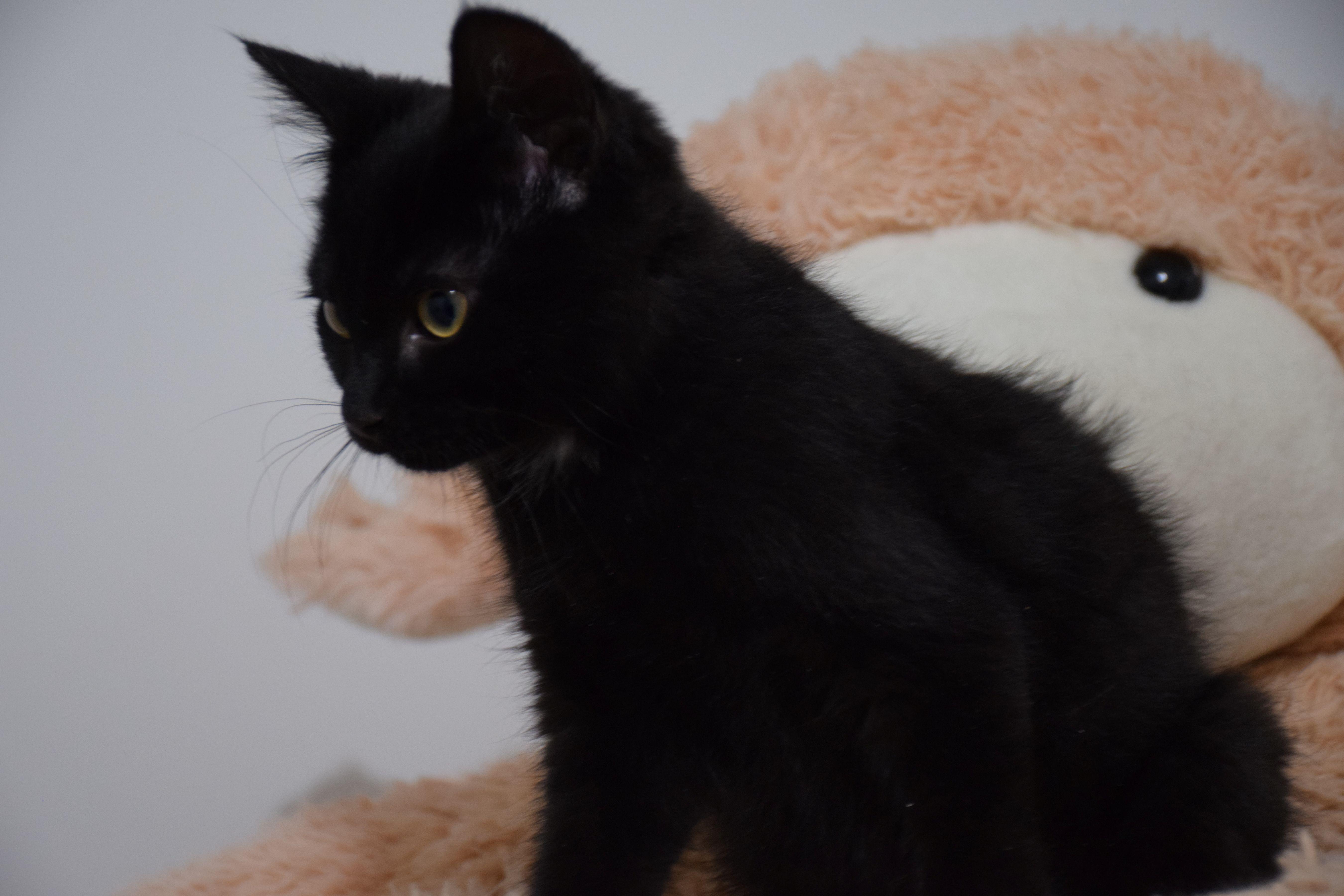 Enlarge Nancy, a Adoptable Domestic Short Hair in Claresholm, AB image 1/1
