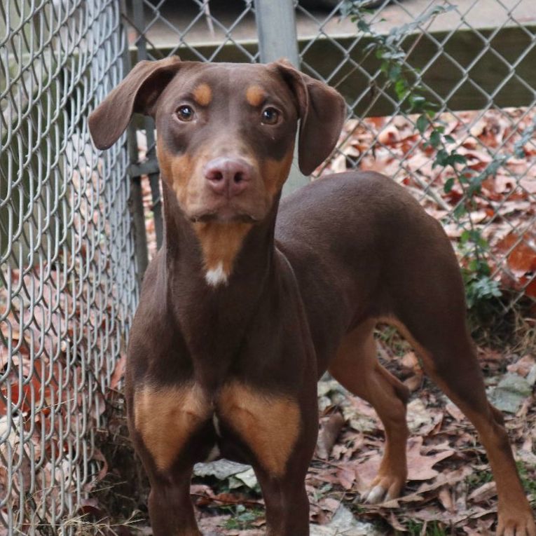Enlarge Lotte, a Adoptable mixed breed in Rossville, TN image 2/5