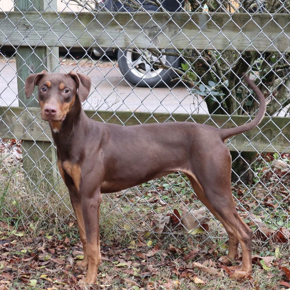 Enlarge Lotte, a Adoptable mixed breed in Rossville, TN image 3/5