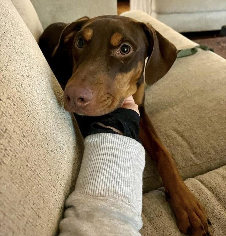 Lotte — thumbnail 3