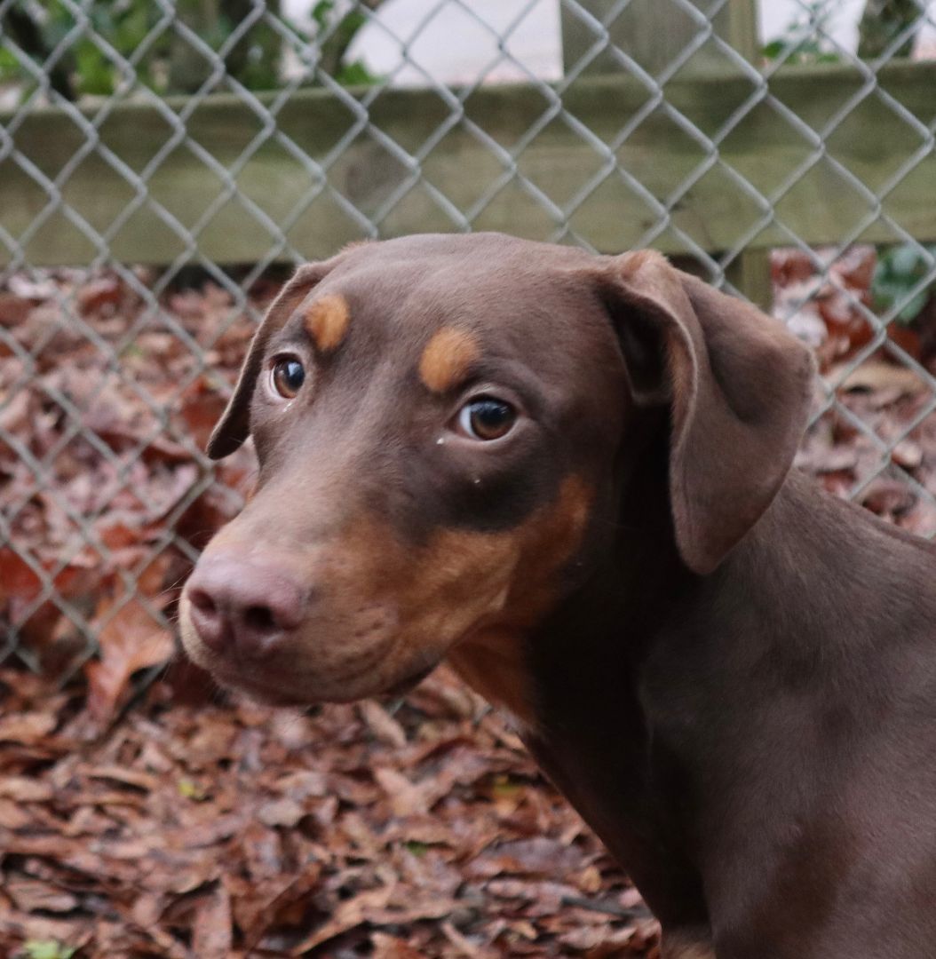 Enlarge Lotte, a Adoptable mixed breed in Rossville, TN image 5/5