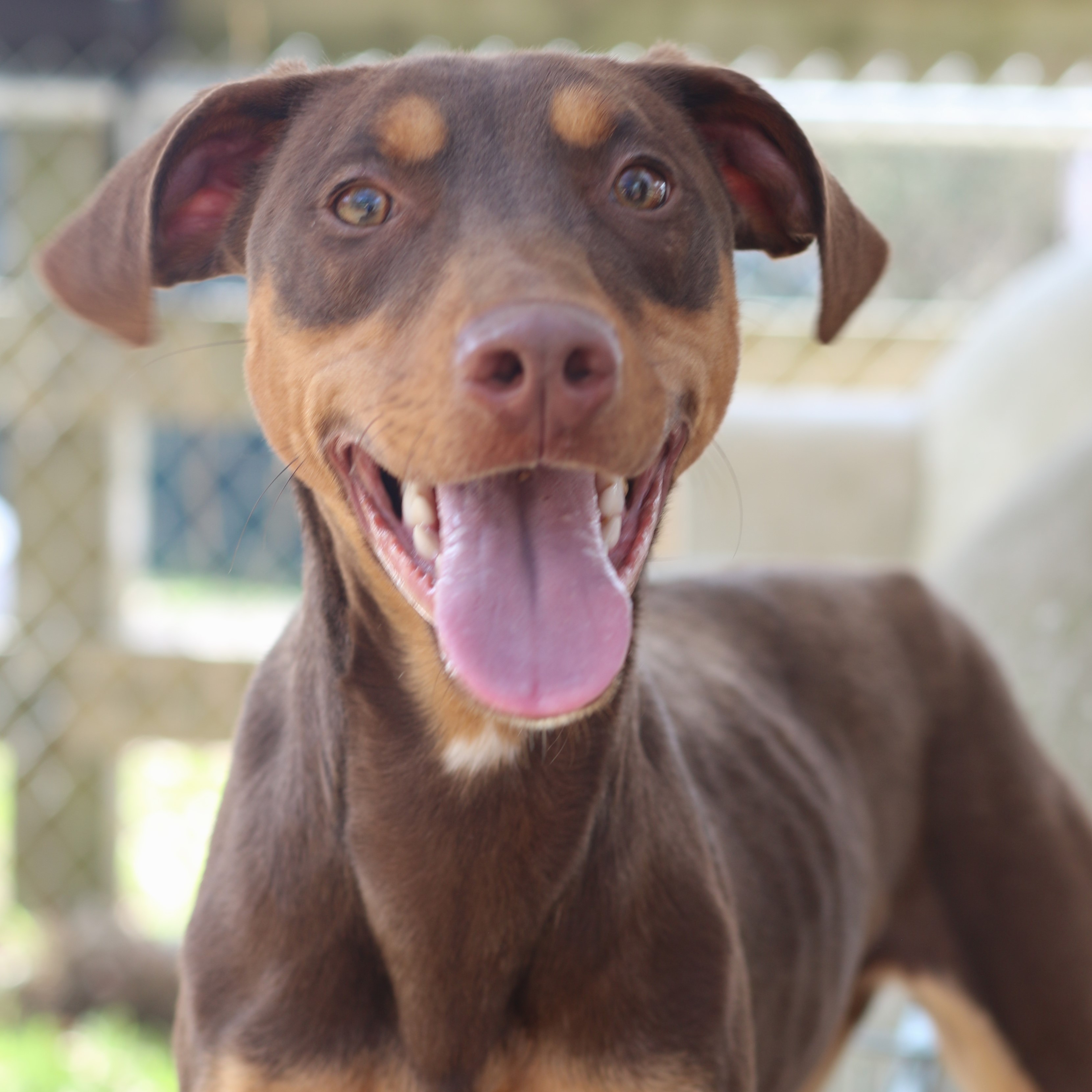 Enlarge Lotte, a Adoptable mixed breed in Rossville, TN image 1/5