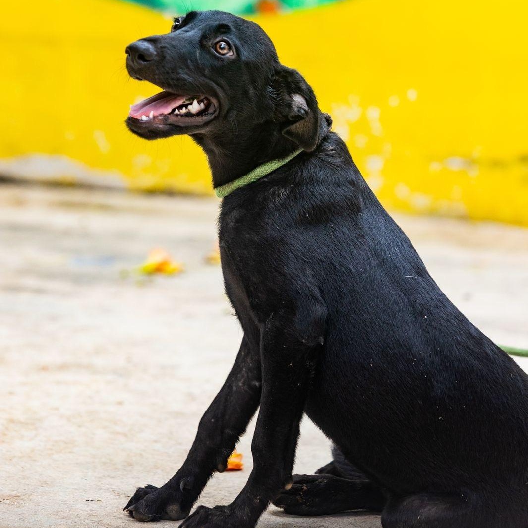 Enlarge Onyx, a Adoptable mixed breed in New York, NY image 1/6
