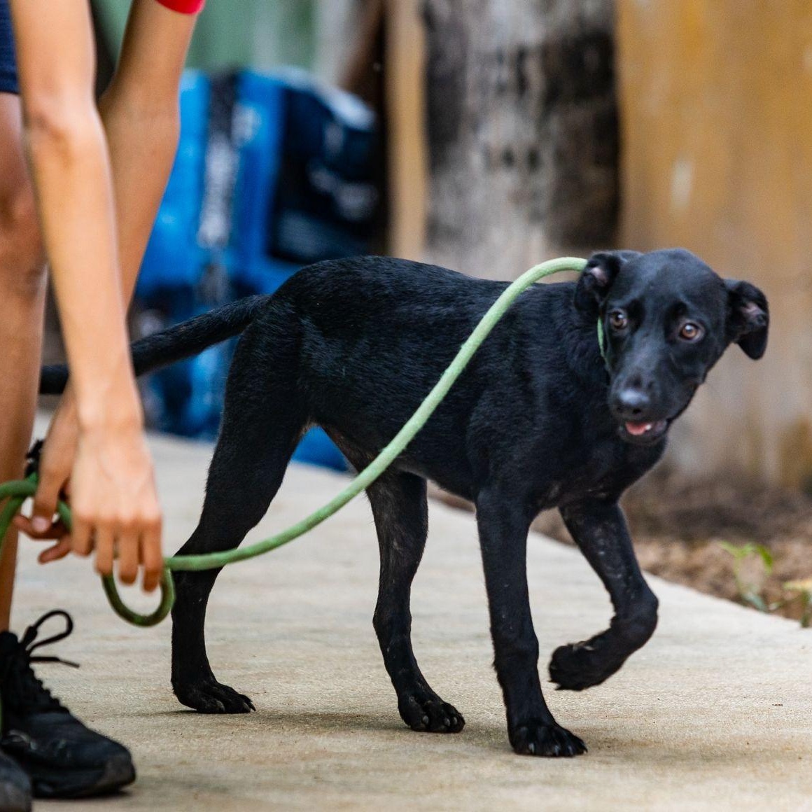Enlarge Onyx, a Adoptable mixed breed in New York, NY image 2/6