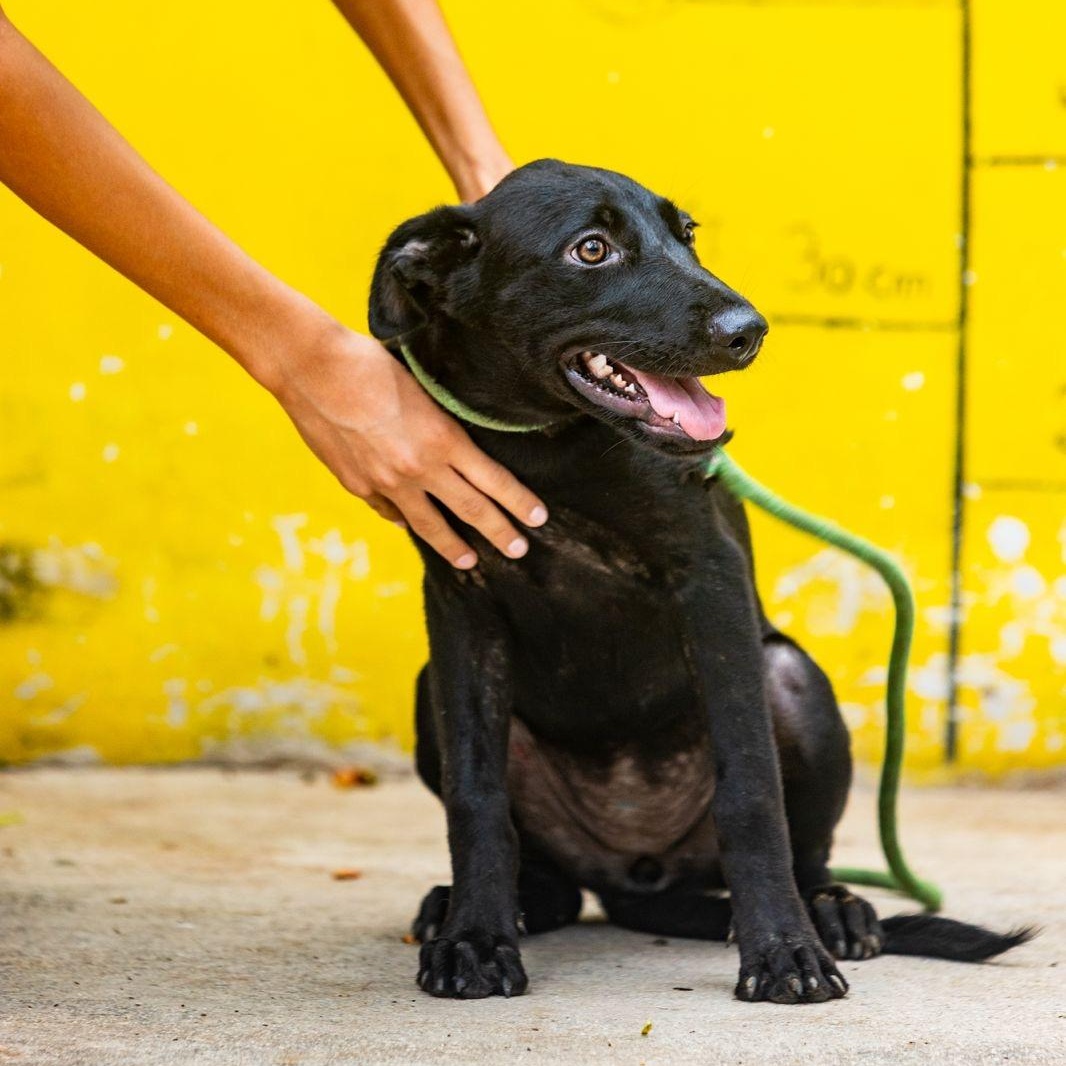 Enlarge Onyx, a Adoptable mixed breed in New York, NY image 5/6