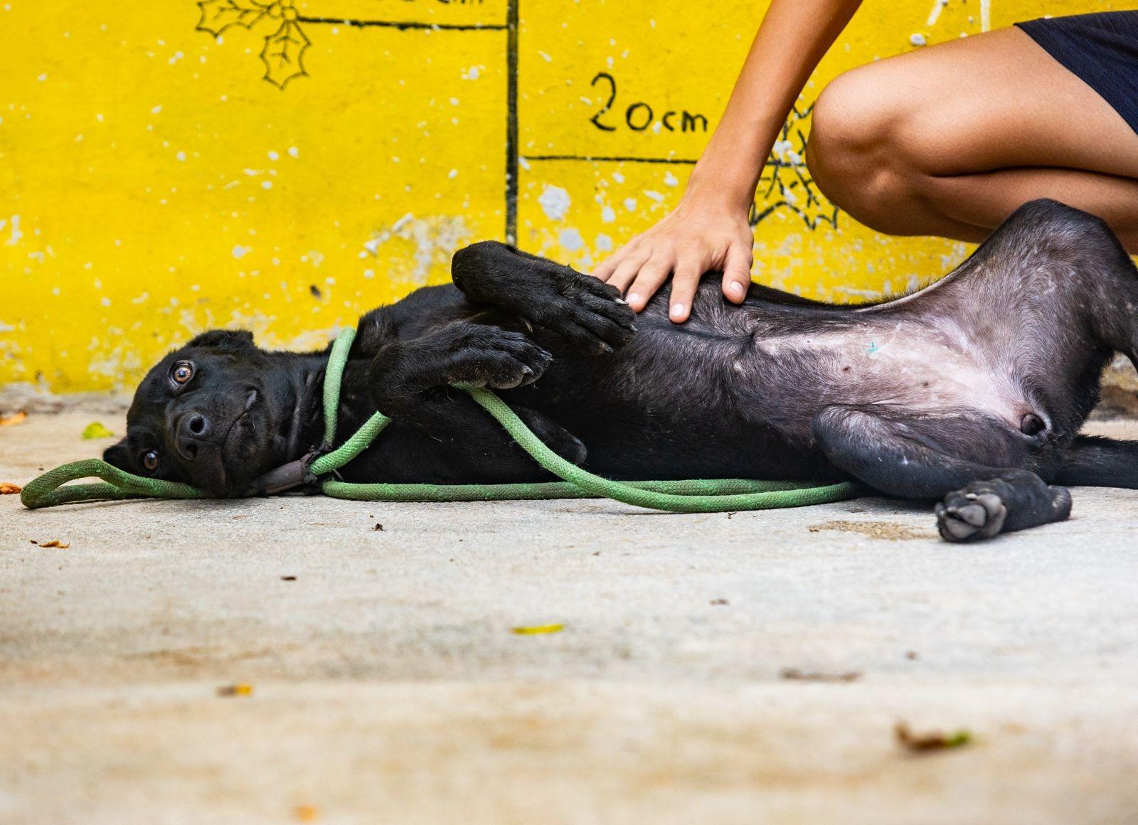 Enlarge Onyx, a Adoptable mixed breed in New York, NY image 3/6