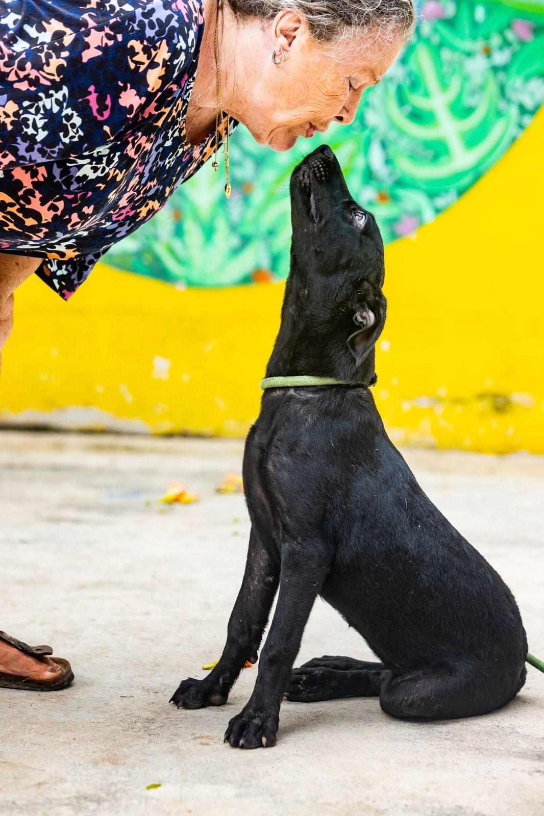 Enlarge Onyx, a Adoptable mixed breed in New York, NY image 6/6