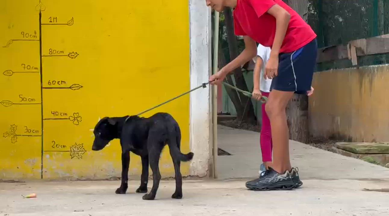 Enlarge Onyx, a Adoptable mixed breed in New York, NY video 4/6