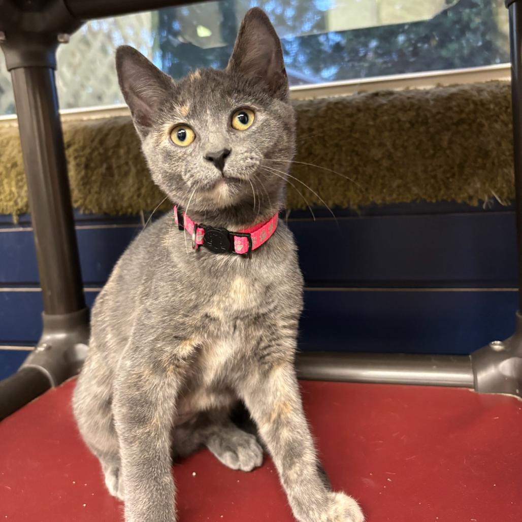 Meowser, Adoptable, Young Female Domestic Short Hair.