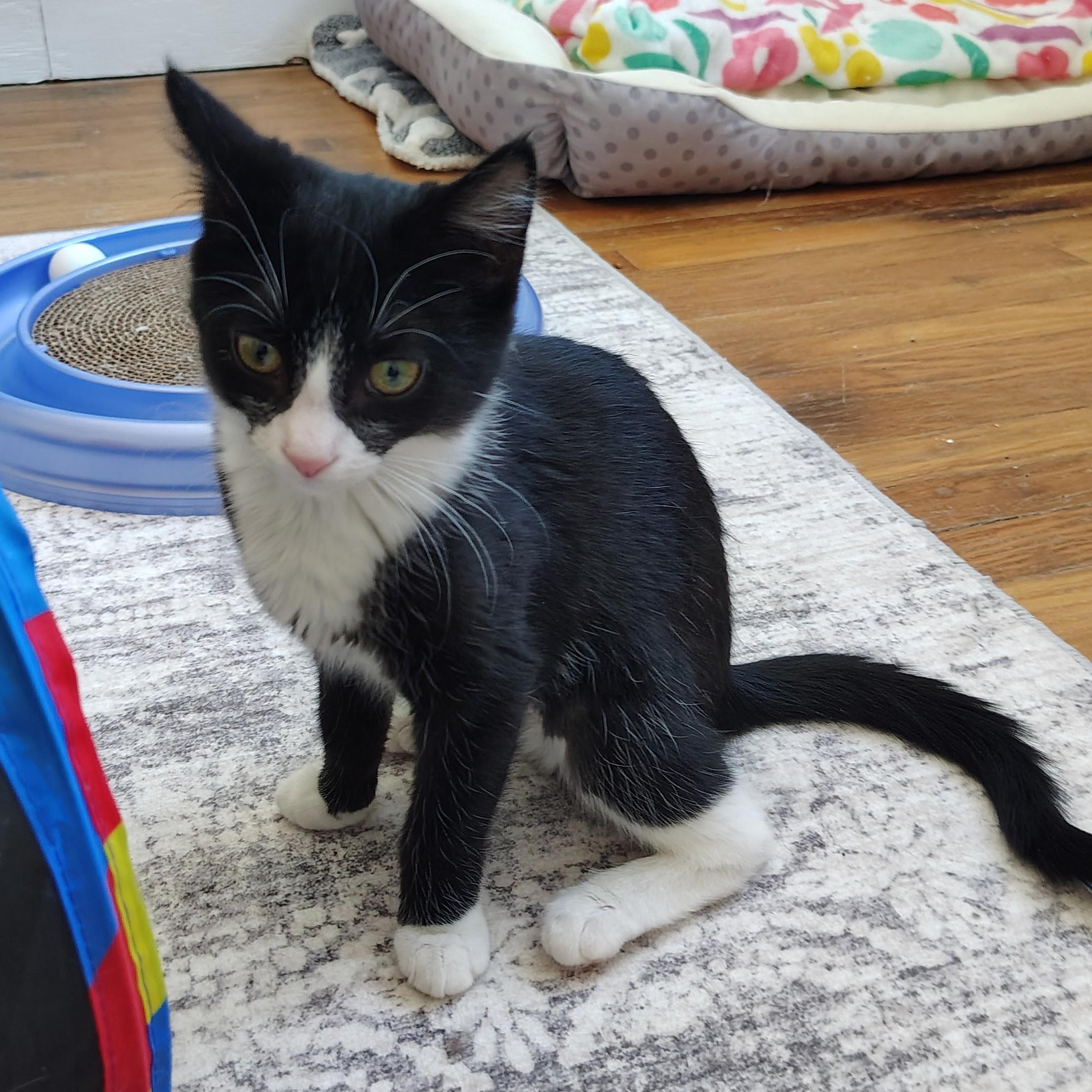 Enlarge Nellie, an adopted Domestic Short Hair in Sewell, NJ image 2/2