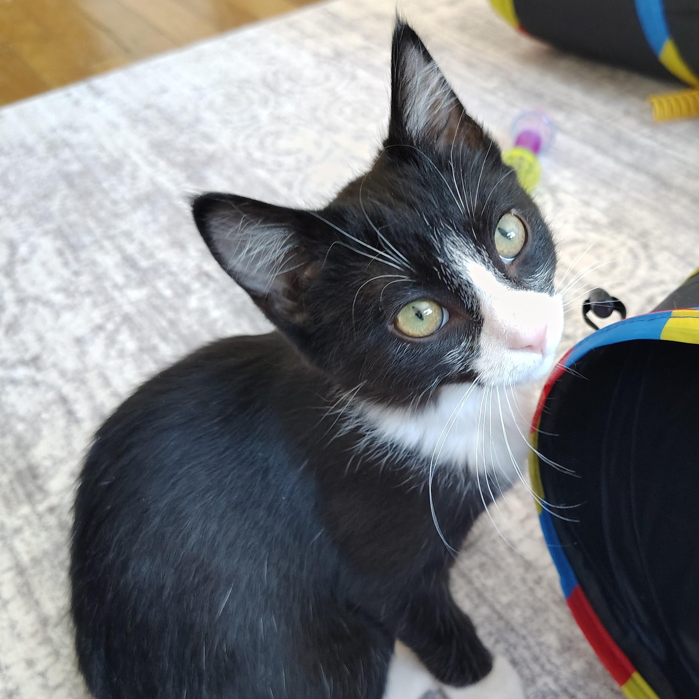 Nellie, adopted, Kitten Female Domestic Short Hair.