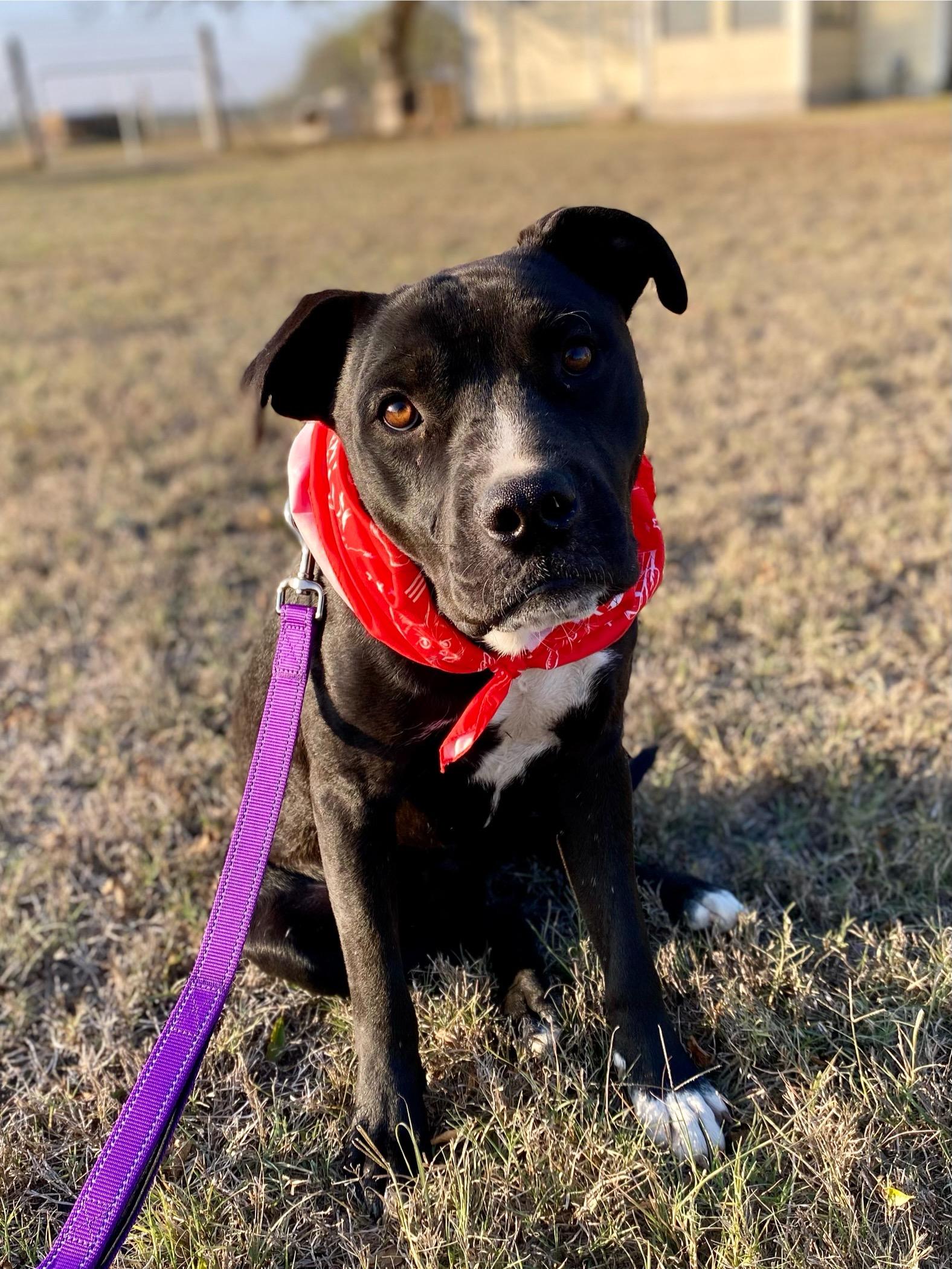 Casper, ADOPTABLE, Adult Male American Staffordshire Terrier.