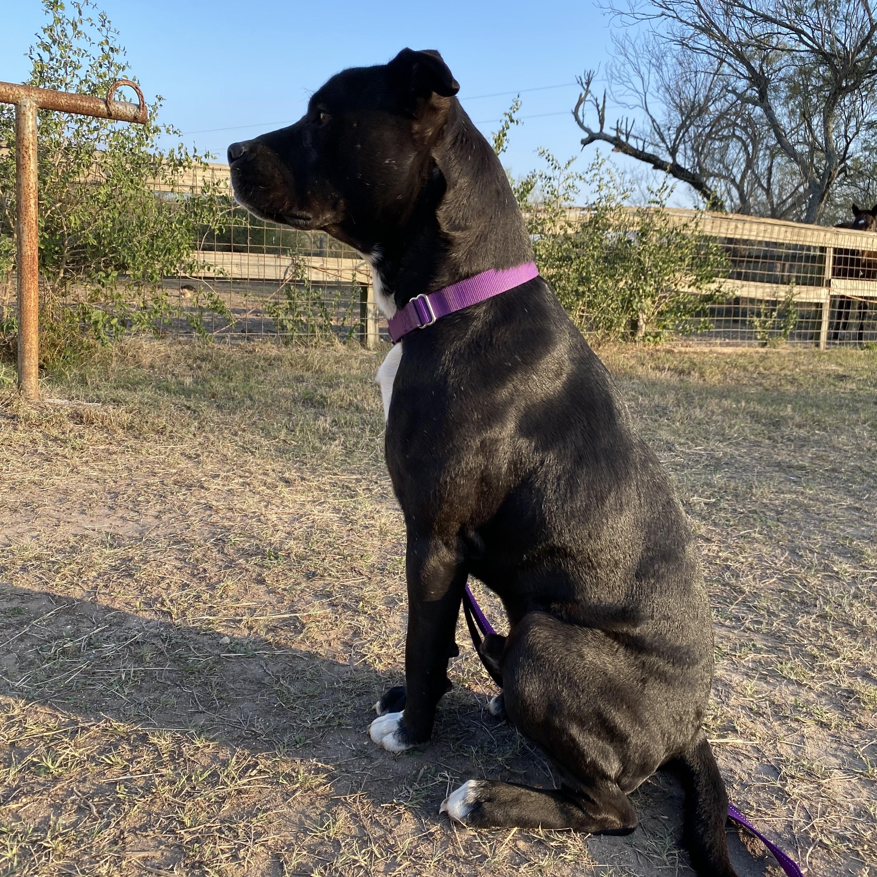 Enlarge Casper, a ADOPTABLE American Staffordshire Terrier in Johnson City, TX image 2/2